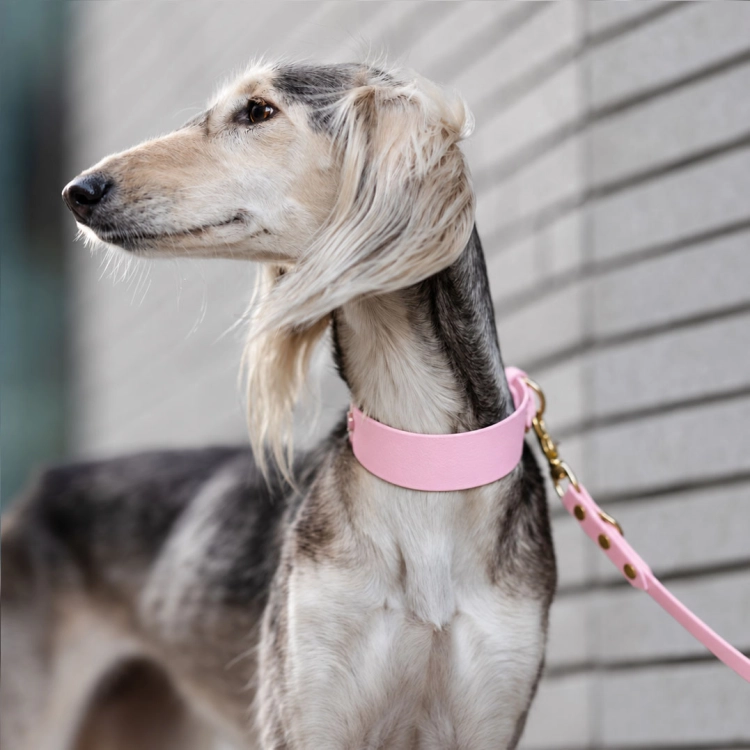 obroża biothane w kolorze pudrowy róż na saluki - złote okucia i dopasowana smycz - Bura