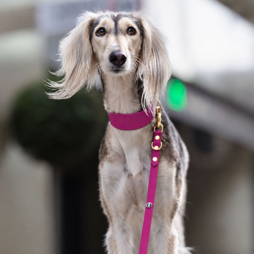 saluki na smyczy w obroży biothane fuksja ze złotymi okuciami - Bura