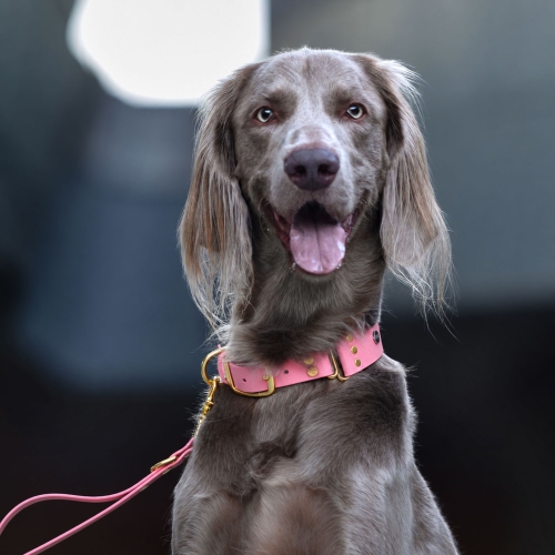 weimaraner długowłosy w obroży biothane pastelowy róż ze złotymi okuciami i dopasowaną smyczą - Bura