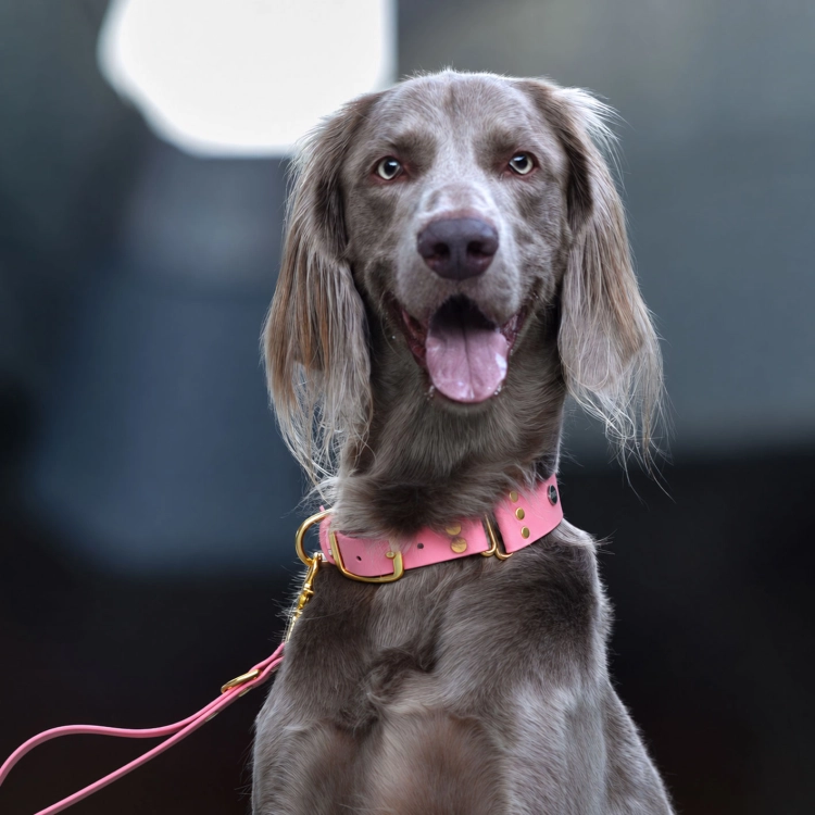 weimaraner długowłosy w obroży biothane pastelowy róż ze złotymi okuciami i dopasowaną smyczą - Bura