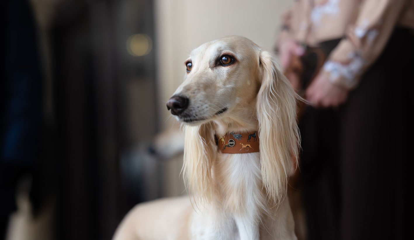 Szeroka obroża dla psa Bura w kolorze brązowym jak skóra, na psie typu chart; złote okucia i wzór z chartami.