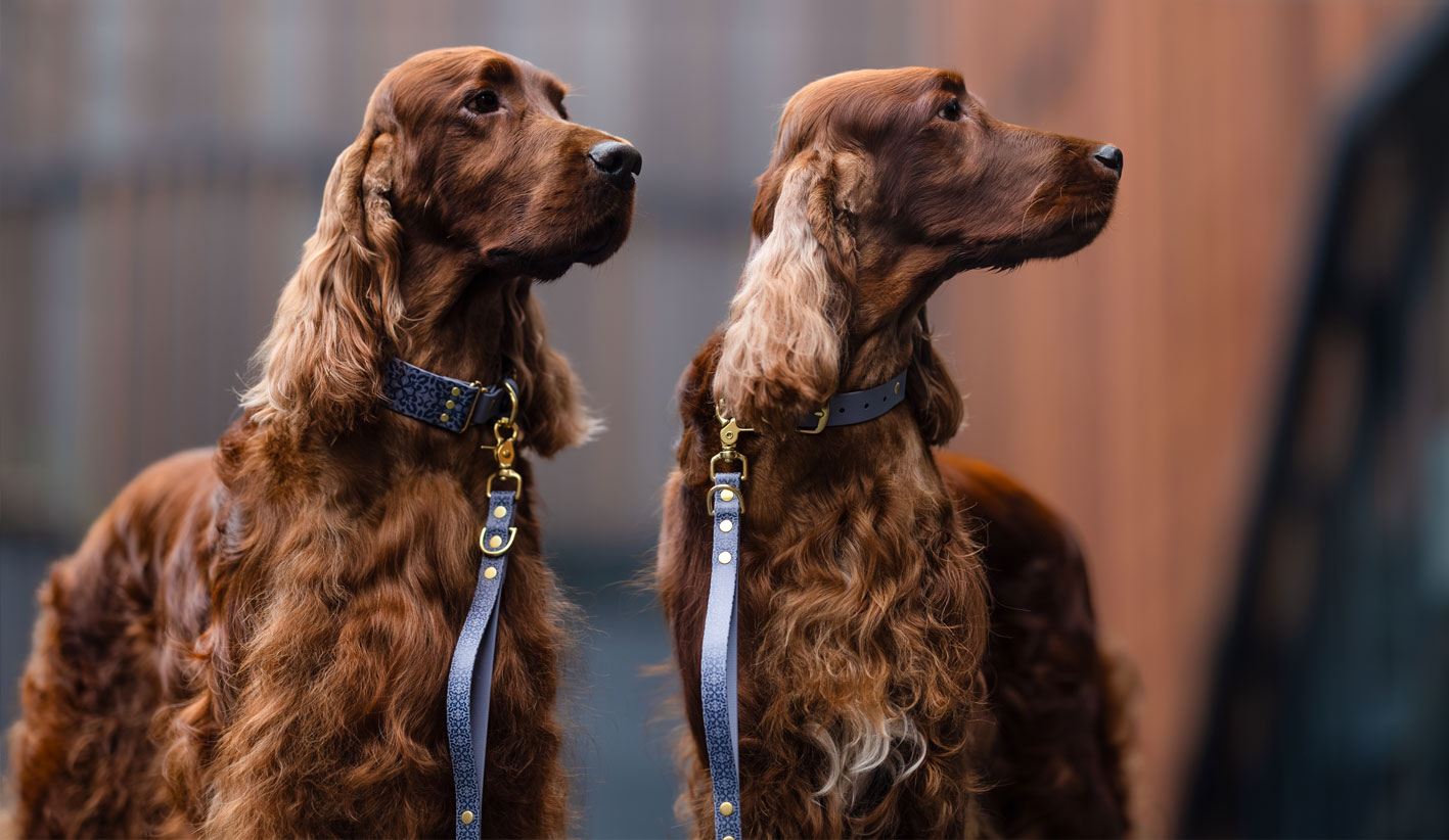 Dwa psy na smyczach przepinanych z BioThane – wzór Casa Canina, mocne karabińczyki i złote okucia.