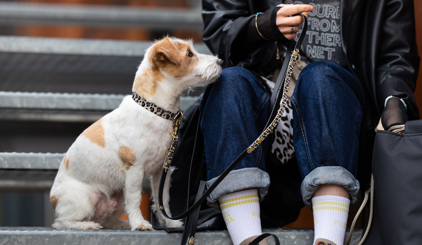 smycz biothane panterka taupe jack russell miasto spacer schody – Bura