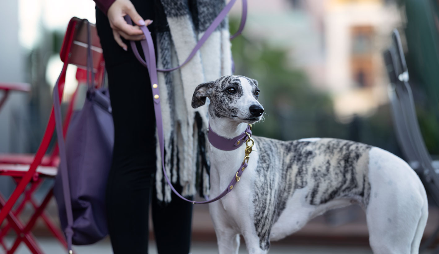 Chart w obroży biothane mauve bura podczas spaceru – zestaw matchy akcesoriów dla psa