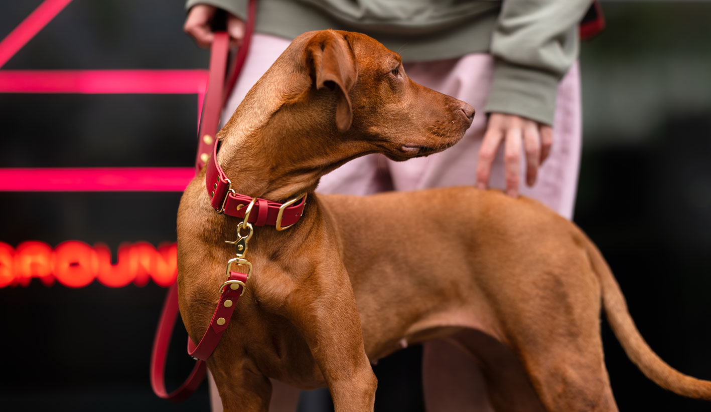 smycz miejska biothane psiomidorowa vizsla miasto złote okucia bura