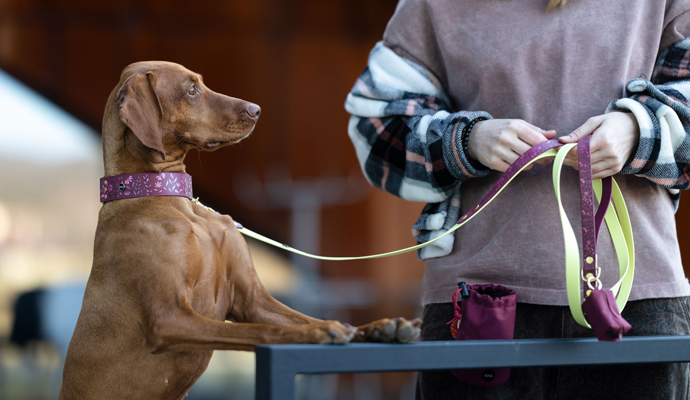 Smycz miejska dla psa we wzorze Łąka podczas spaceru z psem.