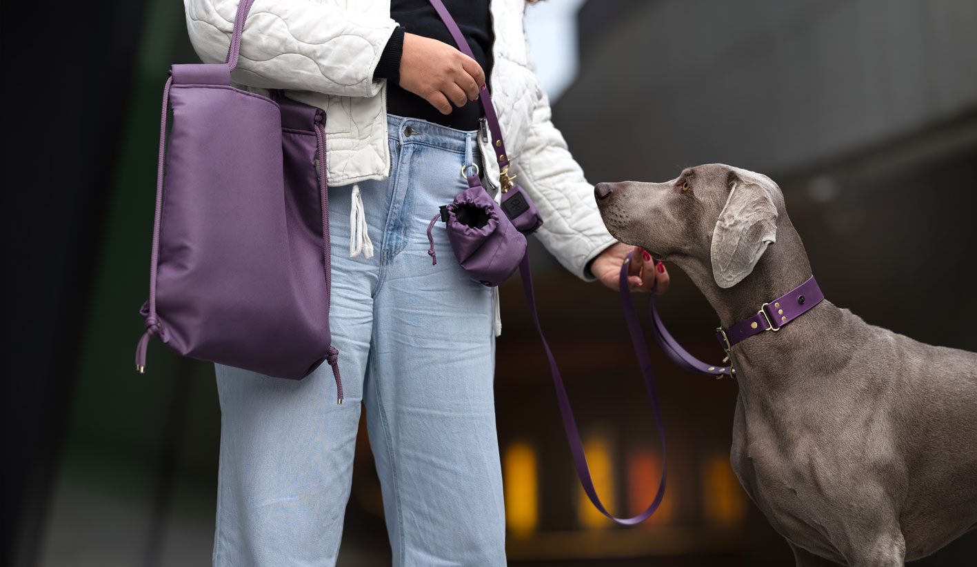 Pies na spacerze w bakłażanowej obroży i smyczy multifunkcyjnej z Biothane Bura