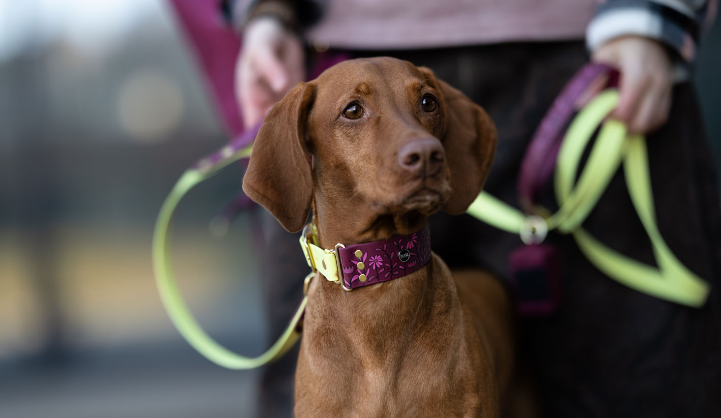 Smycz multifunkcyjna dla psa Łąka podczas spaceru z psem.