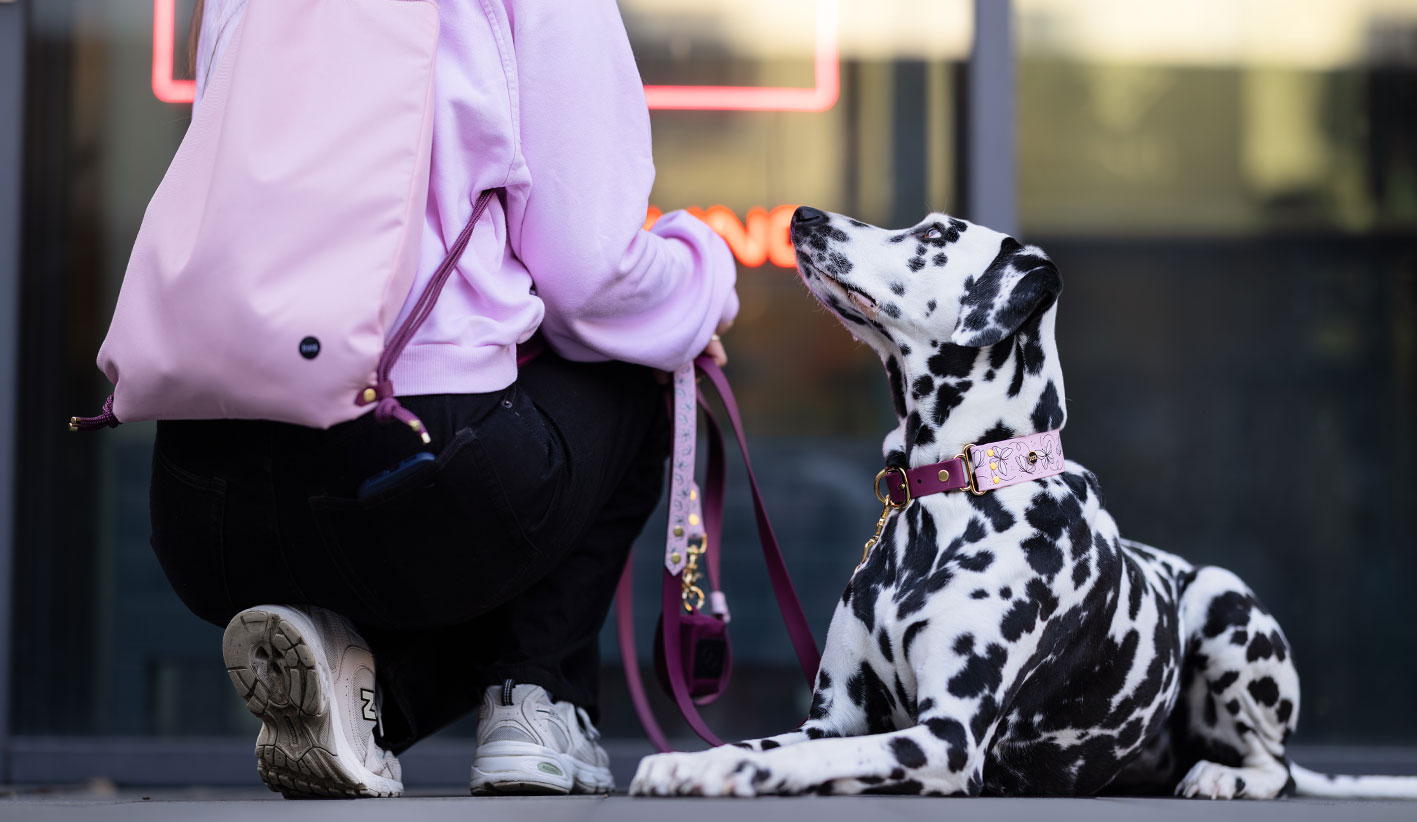Smycz przepinana dla psa Motyle podczas spaceru z dalmatyńczykiem.