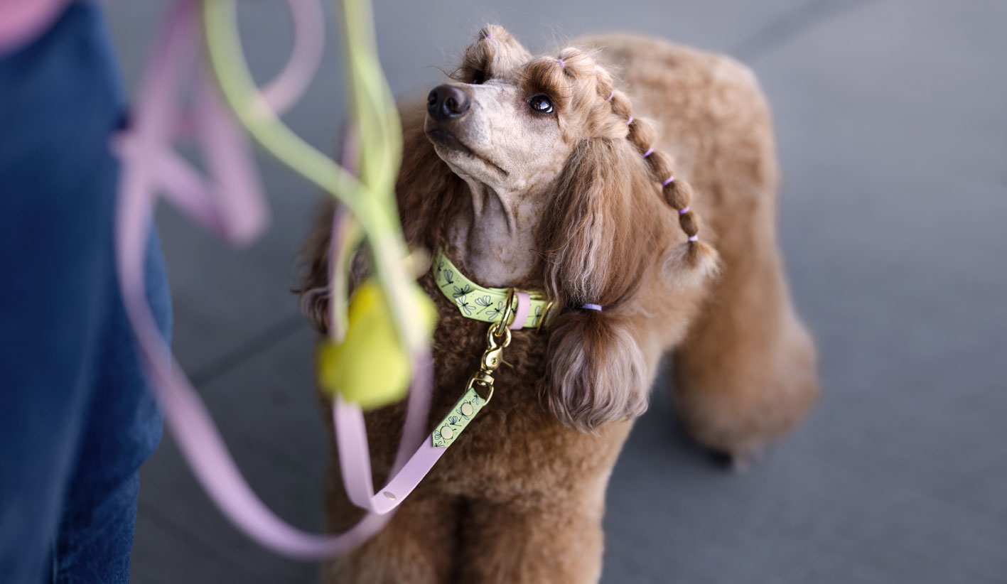 Pudel w obroży i smyczy przepinanej dla psa wzór Ważki podczas spaceru