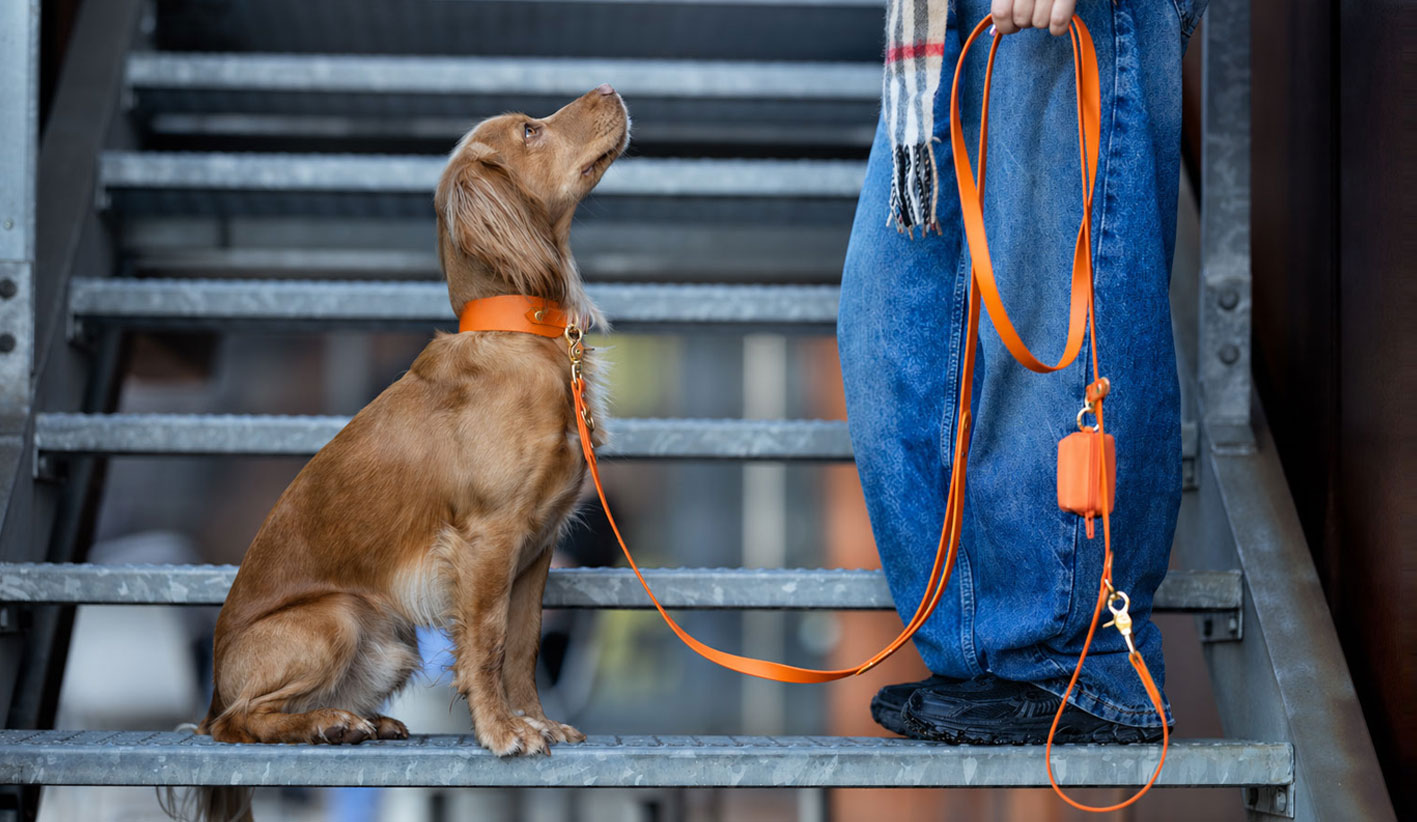 Spaniel na schodach w obroży biothane pomarańczowej bura – zestaw matchy ze smyczą i saszetką