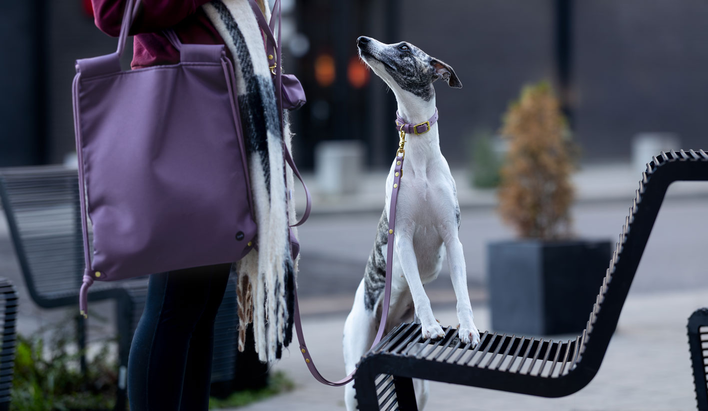 Whippet na smyczy miejskiej biothane mauve bura – właścicielka z torbą w tym samym kolorze, miasto